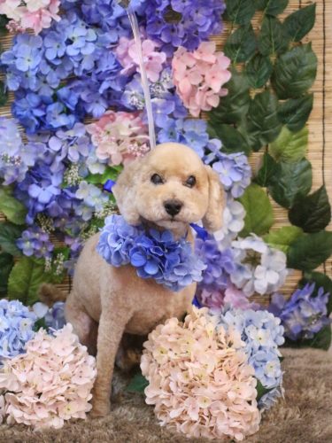 20250617アルトくん